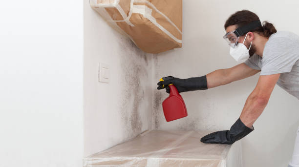 Professional Mold Removal technician working in Bellvue, CO