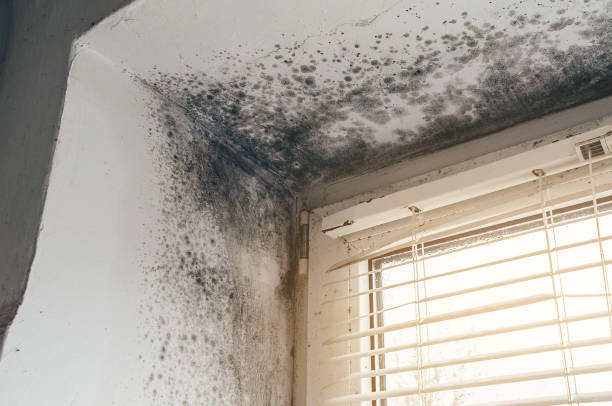 Affordable Mold Cleanup solutions in Bellvue, CO