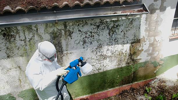 Trusted Mold Testing service in Bellvue, CO - Cheap Mold Removal